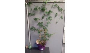 Cubicle Ivy Wall