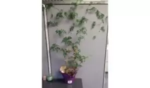 Cubicle Ivy Wall