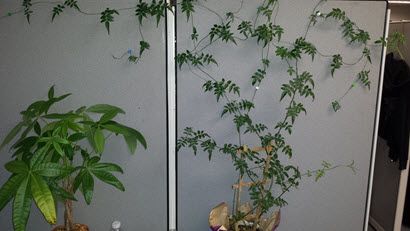 Cubicle Decor Tips