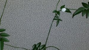 Push pins holding up ivy.
