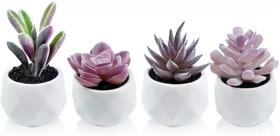 On Trend Succulents