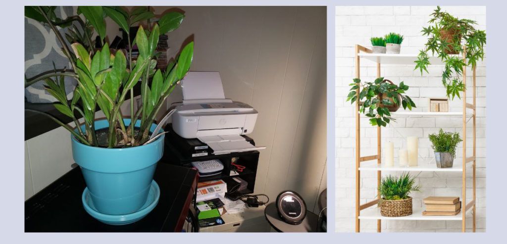 office plant ideas