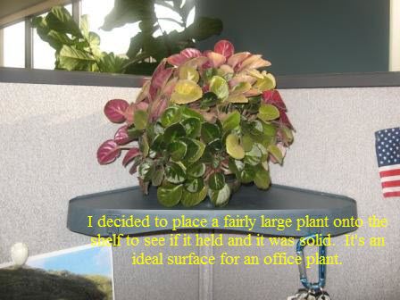 cubicle corner shelf with plant