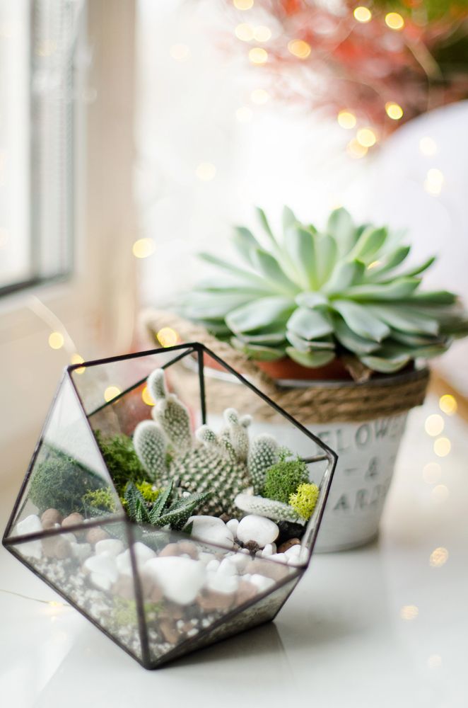 Terrarium on Desk