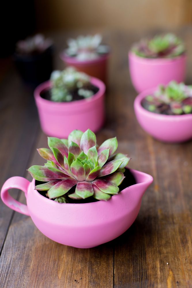 Potted Succulents