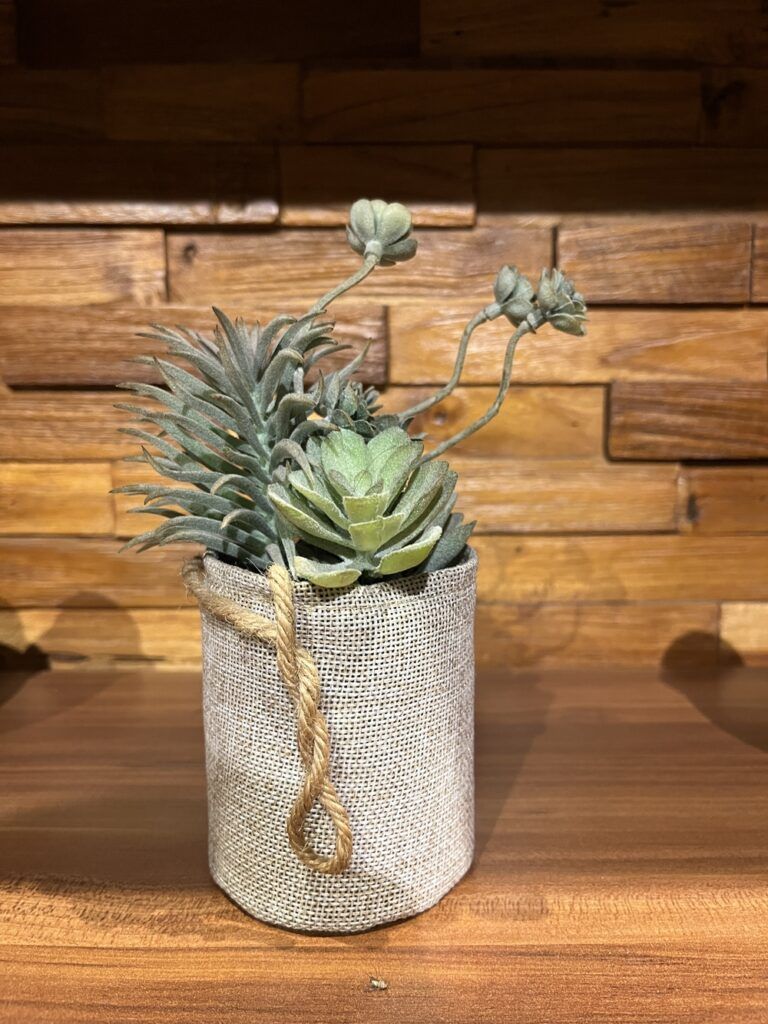 Succulent Display