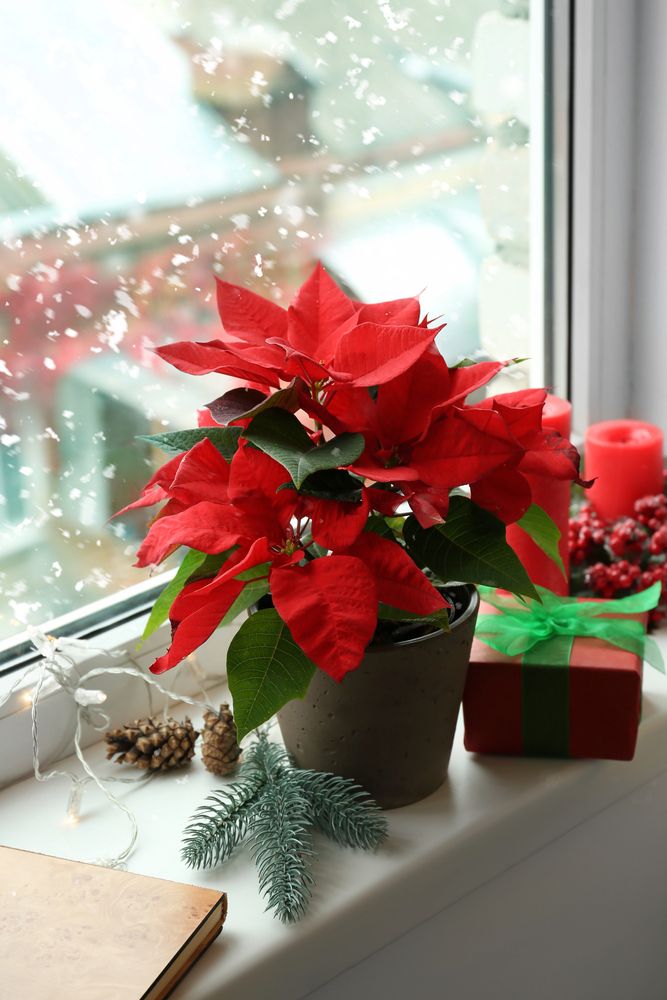 Poinsettias In The Window