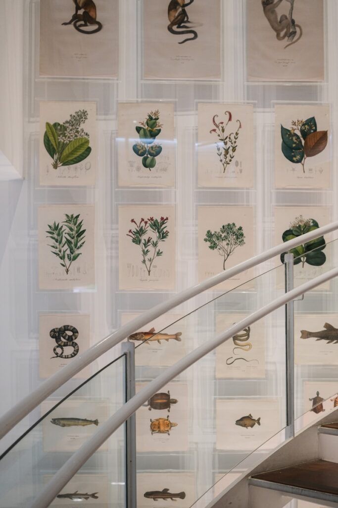 Collection of framed botanical and zoological illustrations