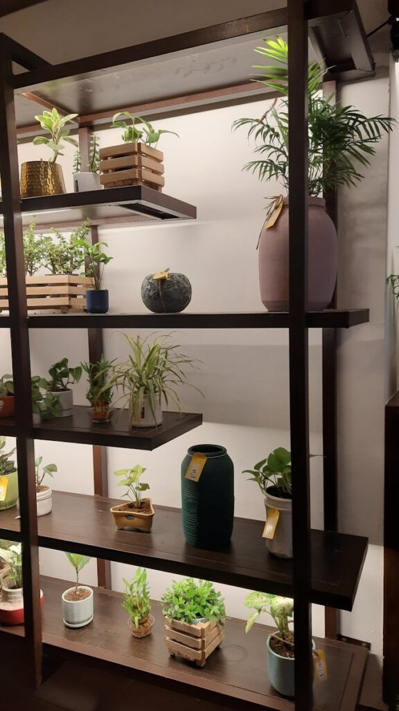 Shelves filled with various potted plants.