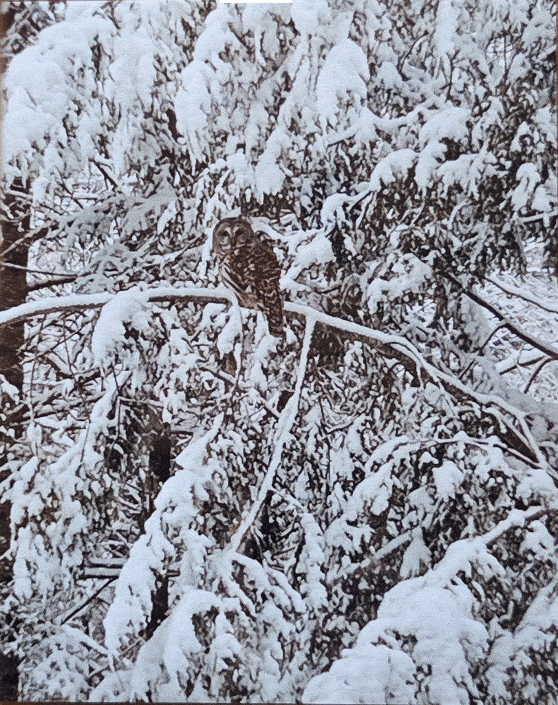 Nature Photography Mountain Home Decorating