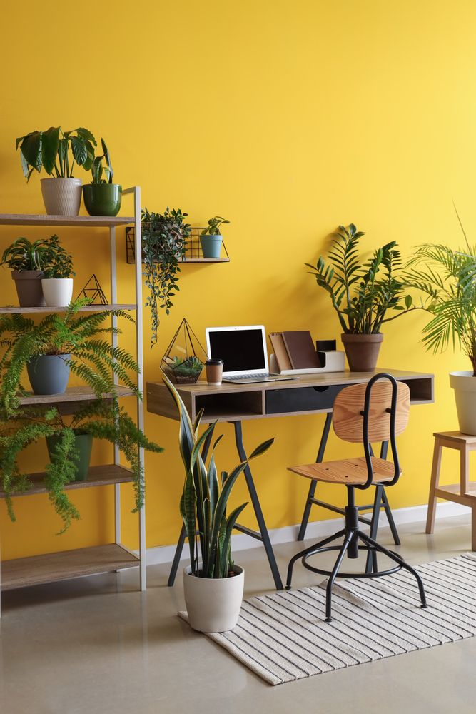 Indoor Plants That Thrive Without Sunlight